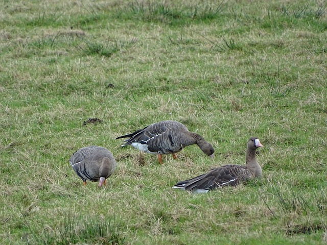 来被视为一 来被视为一